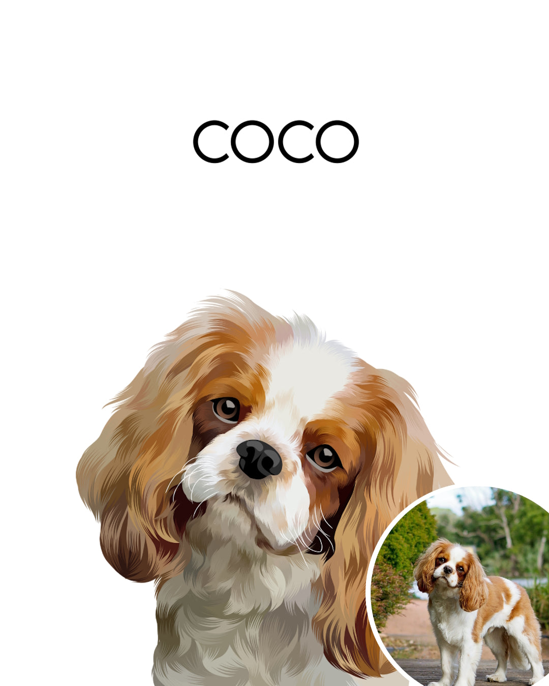 Personalized pet painting of a white brown Cavalier named Coco on white bg as an custom dog portrait gift. Portraiteo.com